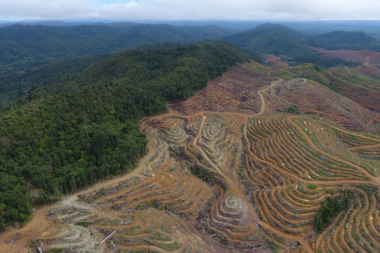 Palm Oil Deforestation Resumes In Indonesia After A Decade Of Recession 65Cb2721A3Aca